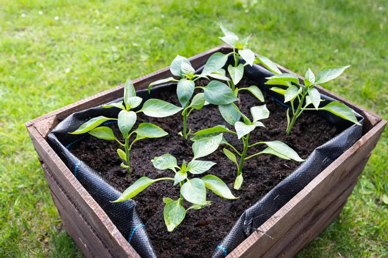Young pepper plants growing in a tall wooden planter box at an easy working height