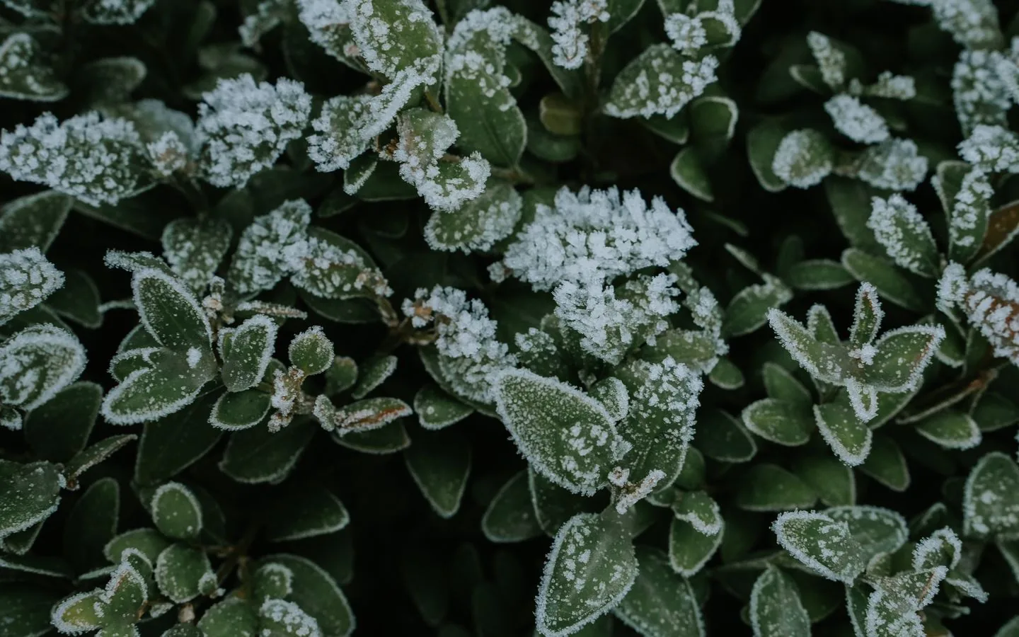 Light frost coating green leaves in a fall garden